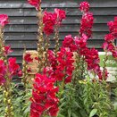 Antirrhinum Sonnet Crimson 3.2 litre pot