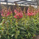Antirrhinum Sonnet Orange Scarlet 2 litre pot