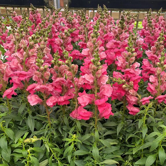 Antirrhinum Sonnet Rose 2 litre pot