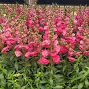 Antirrhinum Sonnet Rose 2 litre pot