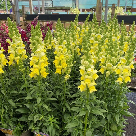 Antirrhinum Sonnet Yellow 2 litre pot