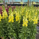 Antirrhinum Sonnet Yellow 2 litre pot