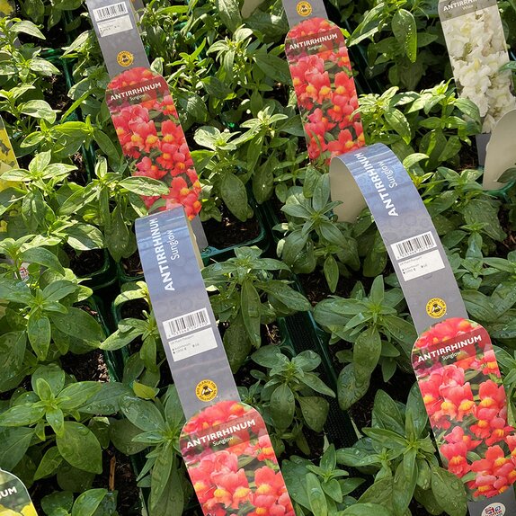 Antirrhinum Sunglow 6 pack