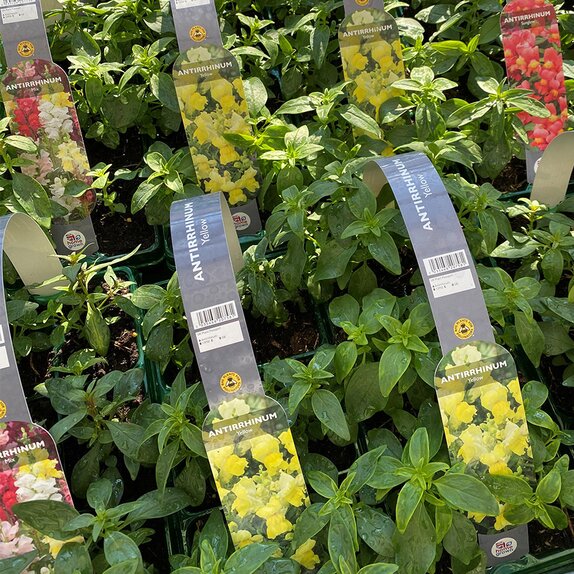 Antirrhinum Yellow 6 pack