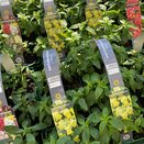 Antirrhinum Yellow 6 pack