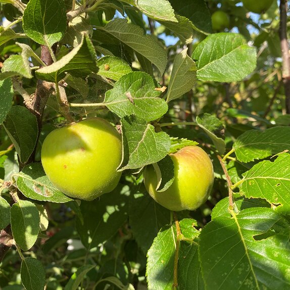Apple Norfolk Royal Russet - image 1
