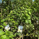Apple Norfolk Royal Russet - image 2