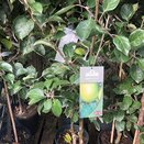 Apple Tree Bountiful