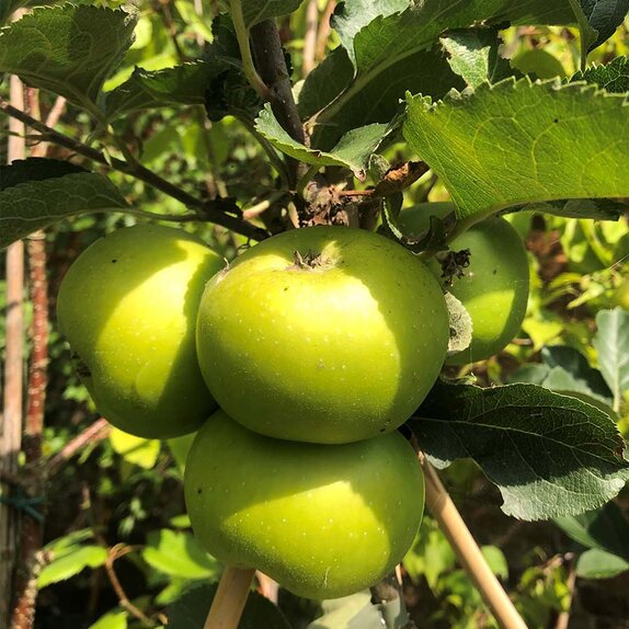 Apple Tree Bramley's Seedling