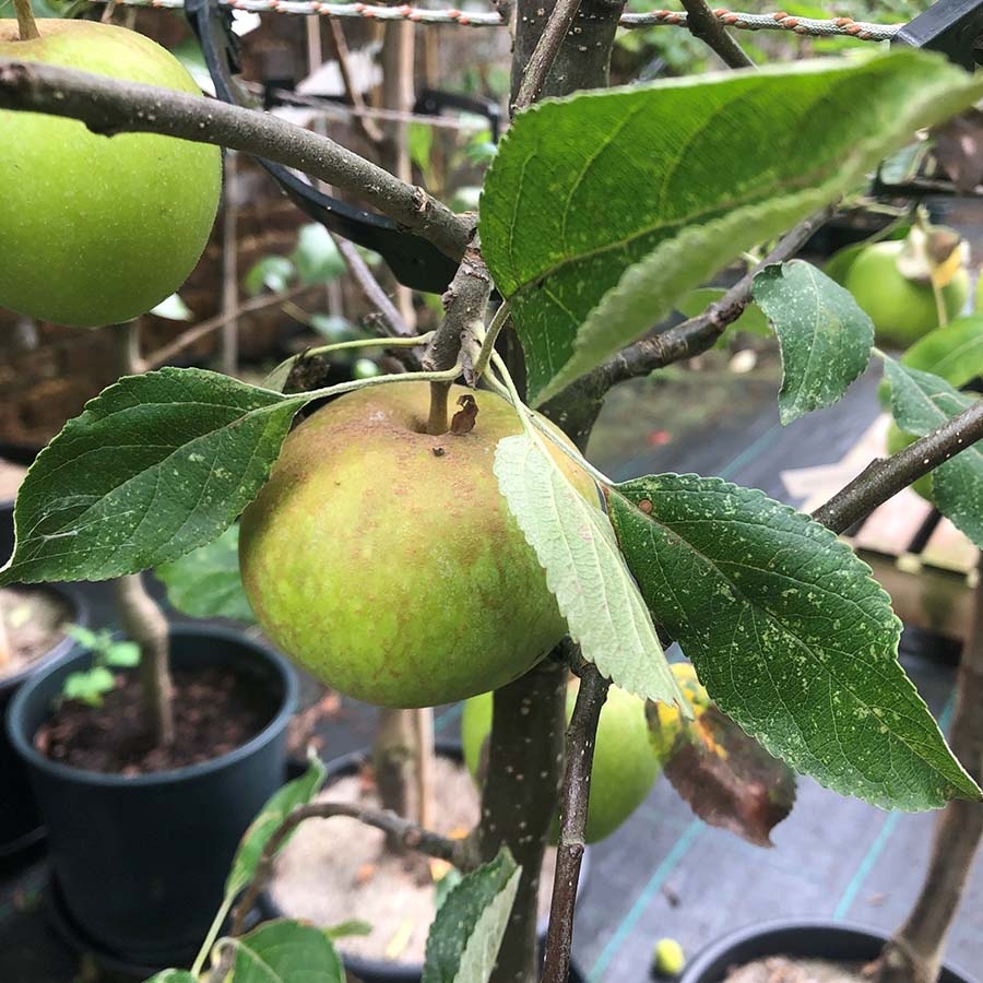 Apple Tree Cox Self Fertile Knights Garden Centres