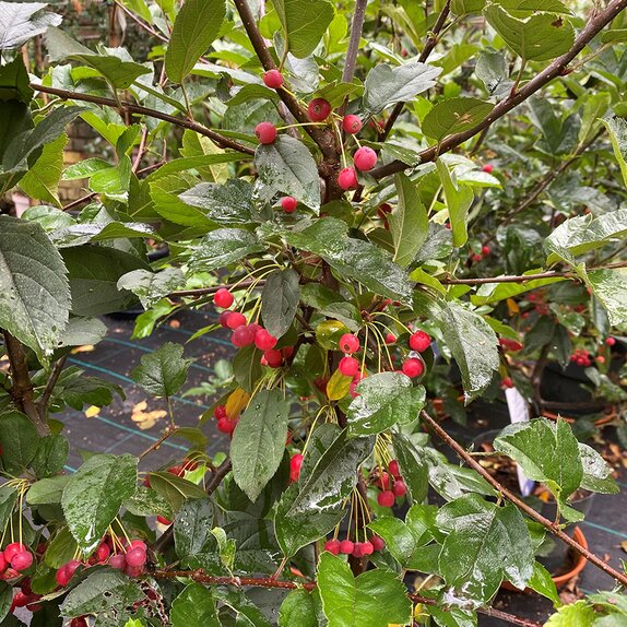 Apple Tree, Crab Apple, Malus Tina - image 1