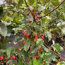 Apple Tree, Crab Apple, Malus Tina - image 1