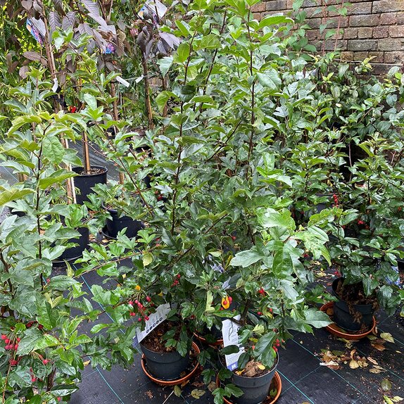Apple Tree, Crab Apple, Malus Tina - image 2