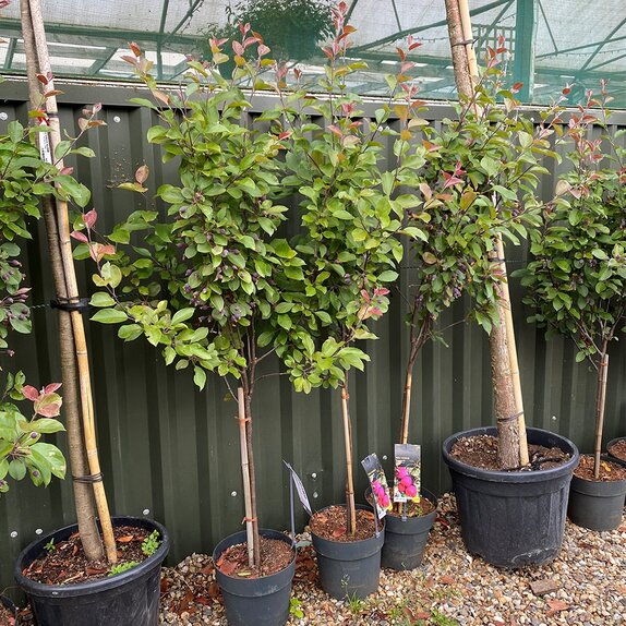 Apple Tree, Crab Apple, Malus transitoria 'Appletini'® 