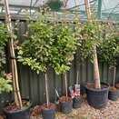 Apple Tree, Crab Apple, Malus transitoria 'Appletini'® 