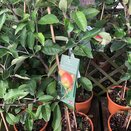 Apple Tree for Patio Laxton's Superb