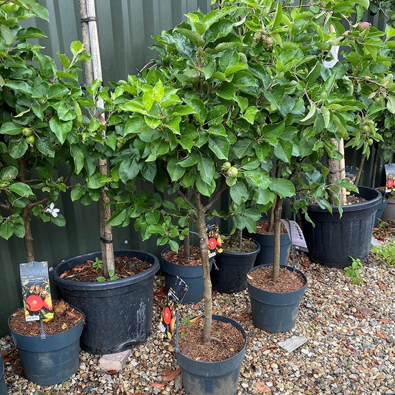 Apple Tree Patio, Zwerg - Apfel 'Croquella' ® (Malus domestica)