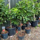 Apple Tree Patio, Zwerg - Apfel 'Croquella' ® (Malus domestica)