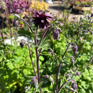 Aquilegia Barlow Black