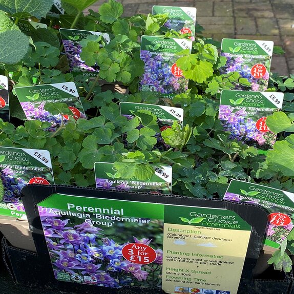 Aquilegia 'Biedermeier Group'