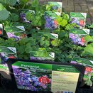 Aquilegia 'Biedermeier Group'