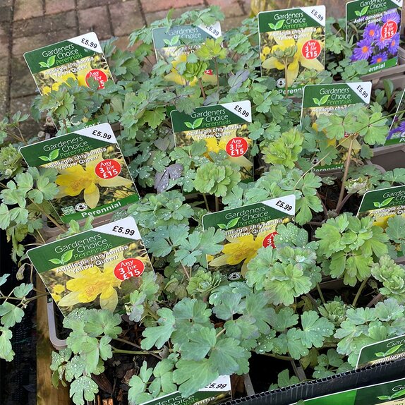 Aquilegia chrysantha 'Yellow Queen'