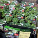 Aquilegia 'Dragonfly '