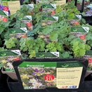 Aquilegia 'McKana Hybrids'