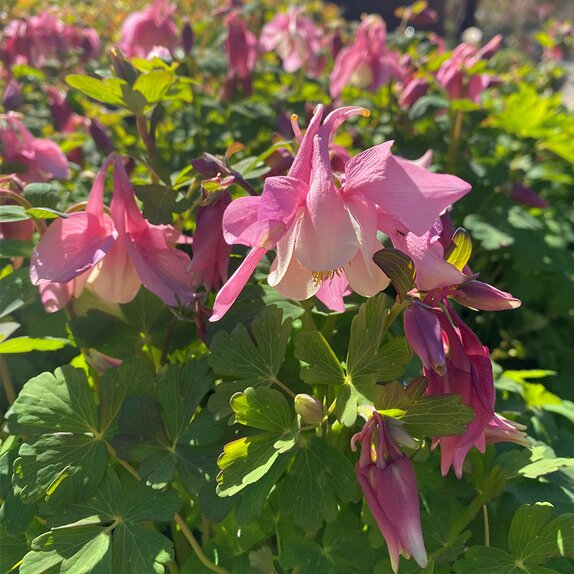 Aquilegia Spring Magic Rose & White
