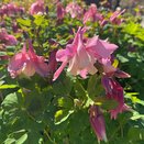 Aquilegia Spring Magic Rose & White