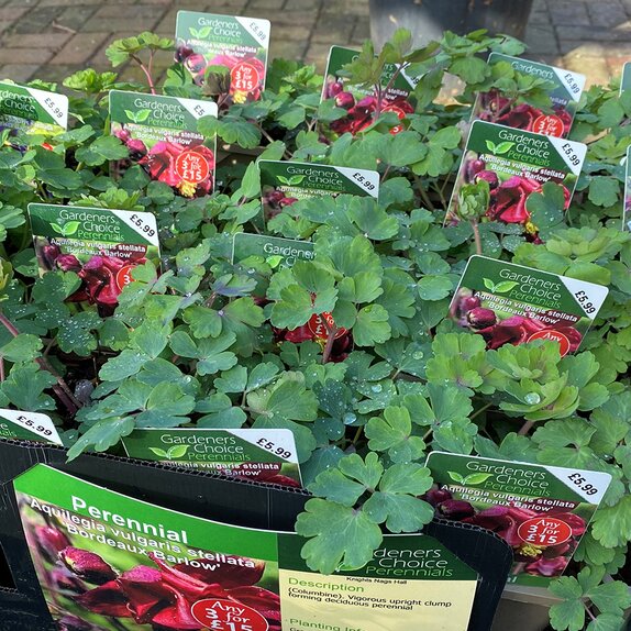Aquilegia vulgaris stellata 'Bordeaux Barlow'