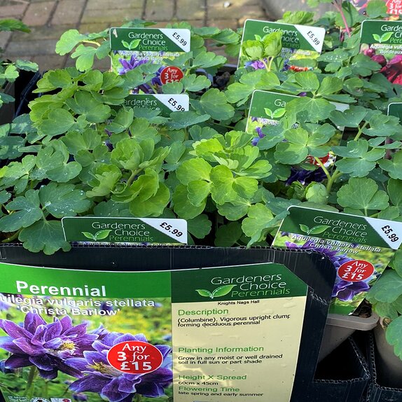 Aquilegia vulgaris stellata 'Christa Barlow'