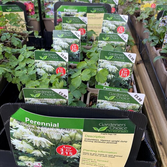 Aquilegia vulgaris stellata 'White Barlow'