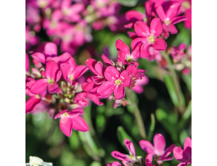 Arabis blepharophylla 'Red Sensation' 1 litre pot
