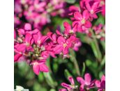 Arabis blepharophylla 'Red Sensation' 1 litre pot