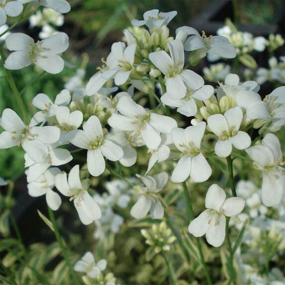 Arabis Old Gold - image 1
