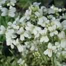 Arabis Old Gold - image 2