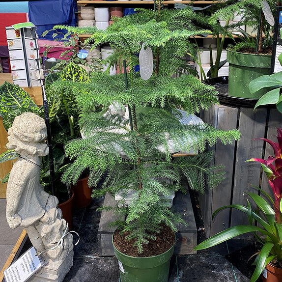 Araucaria heterophylla Decorum - image 1