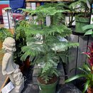 Araucaria heterophylla Decorum - image 1