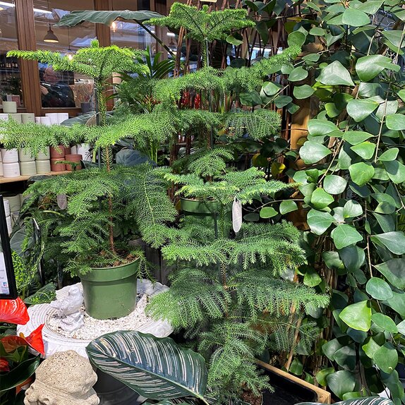 Araucaria heterophylla Decorum - image 2