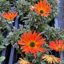 Arctotis Opera Fire 12cm pot