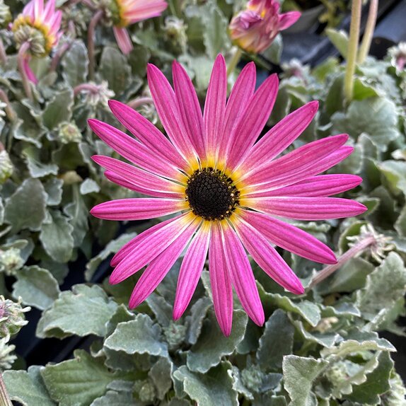 Arctotis Opera Pink 12cm pot - image 1