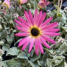 Arctotis Opera Pink 12cm pot - image 1