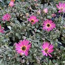 Arctotis Opera Pink 12cm pot - image 2