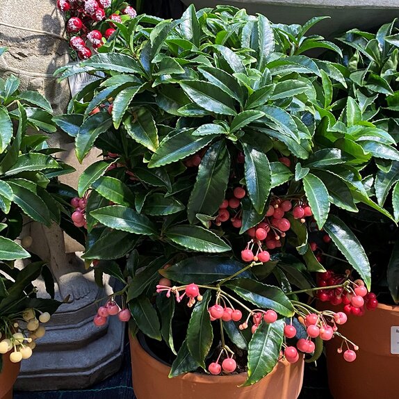 Ardisia crenata Bospremium Pink with stone Terracotta pot