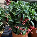 Ardisia crenata Bospremium Pink with stone Terracotta pot