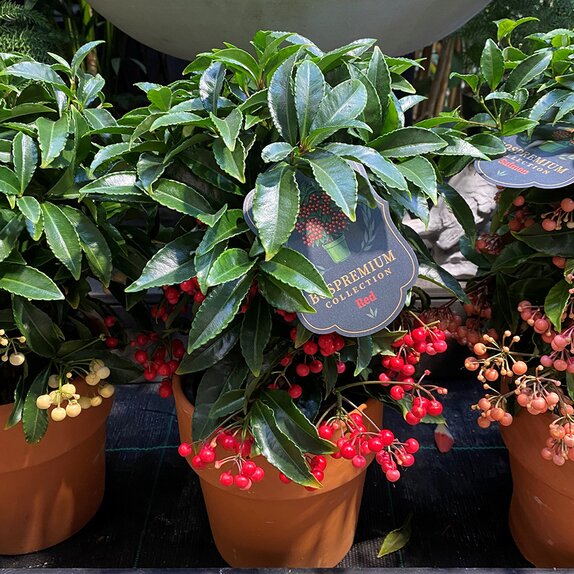 Ardisia crenata Bospremium Red with stone Terracotta pot