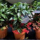 Ardisia crenata Bospremium Red with stone Terracotta pot