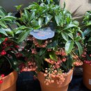 Ardisia crenata Bospremium Salmon with stone Terracotta pot