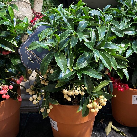 Ardisia crenata Bospremium White with stone Terracotta pot